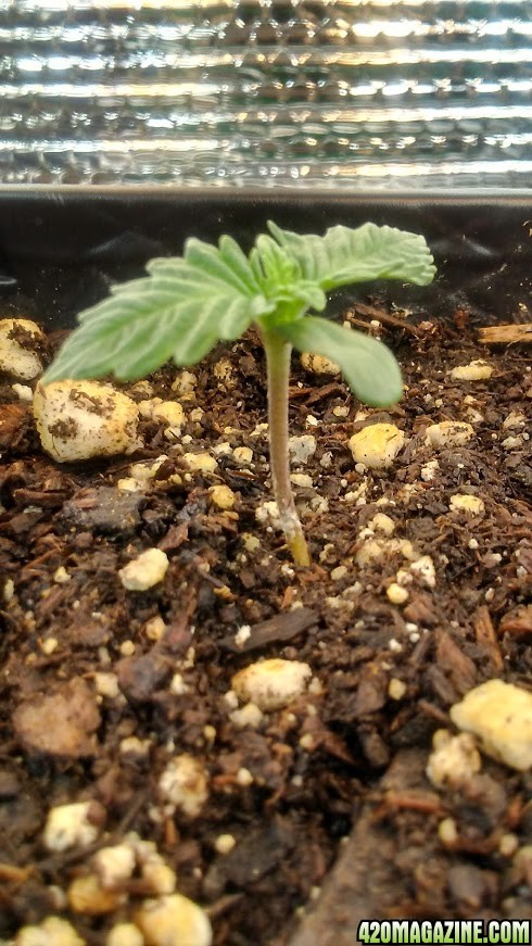 day 1 to day 5 of seedling