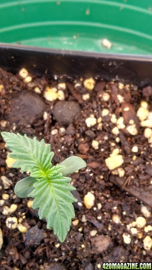 day 1 to day 5 of seedling