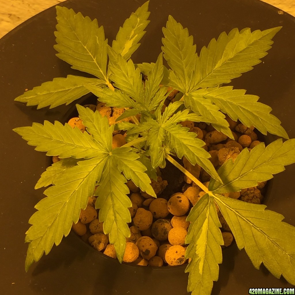 day 10 dwc auto narcotherapy