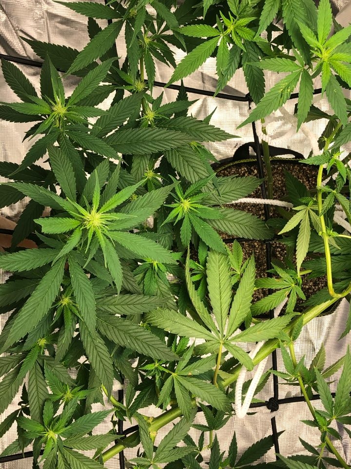 Day 10 Flowering 2.jpg