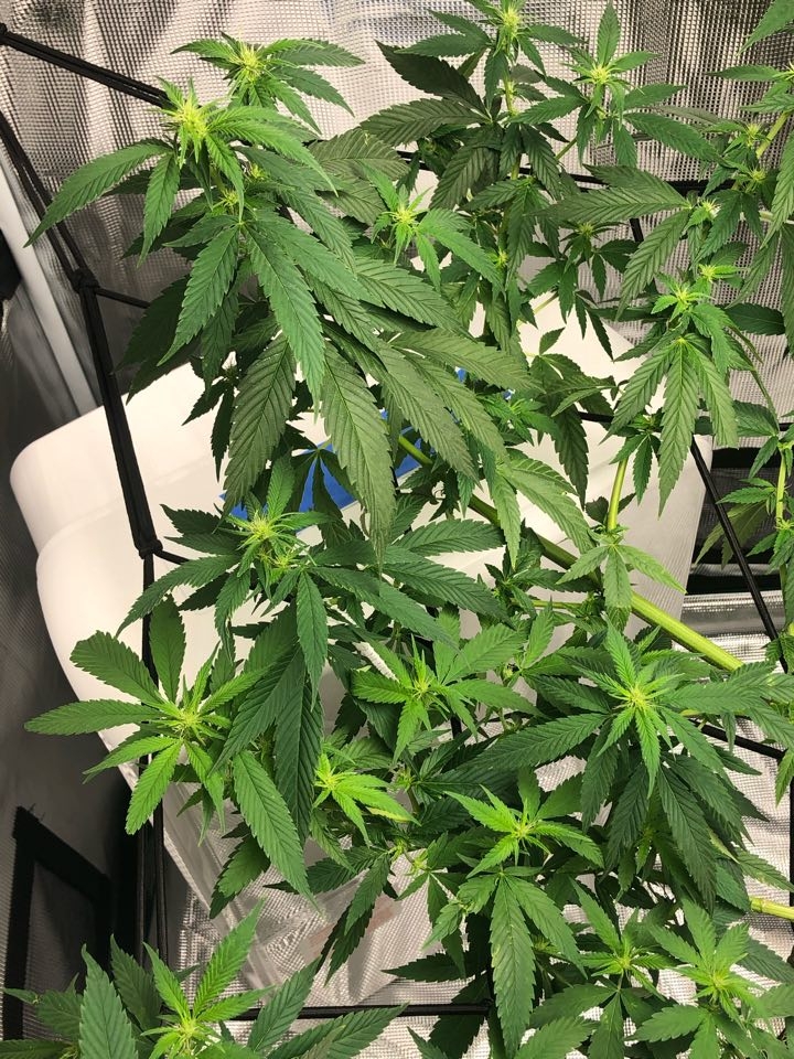 Day 10 Flowering 3.jpg