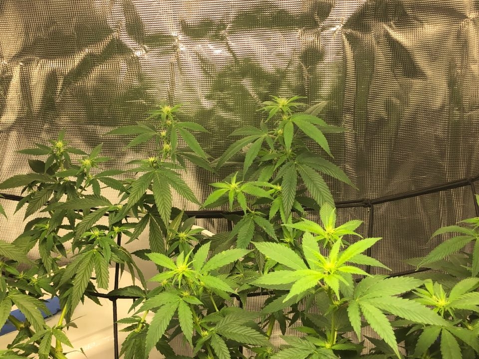 Day 10 Flowering 4.jpg