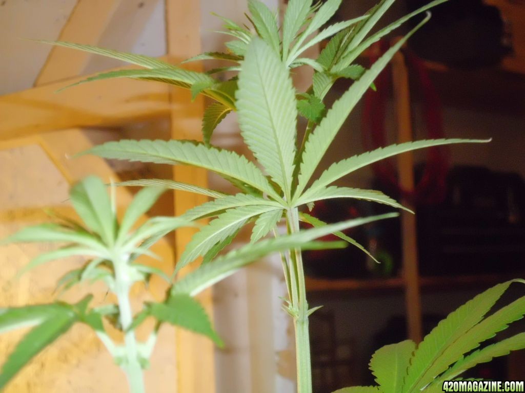 Day 10 Flowering Pot Drying Day 4