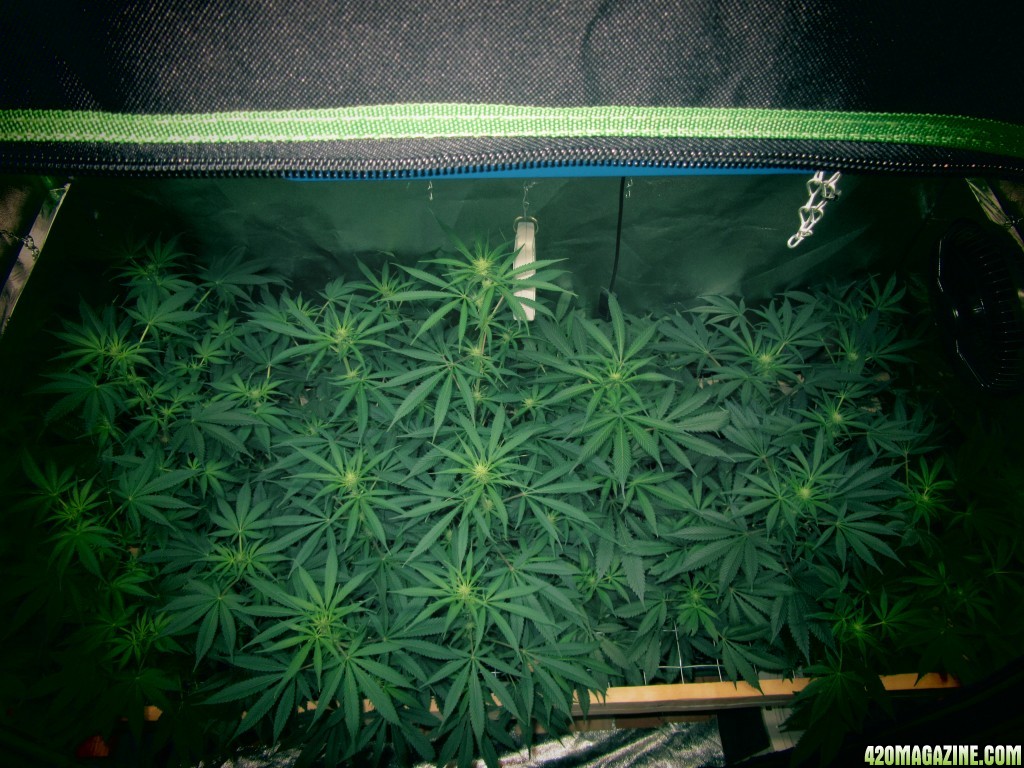 Day 103 of Grow / Day 20 of Flowering