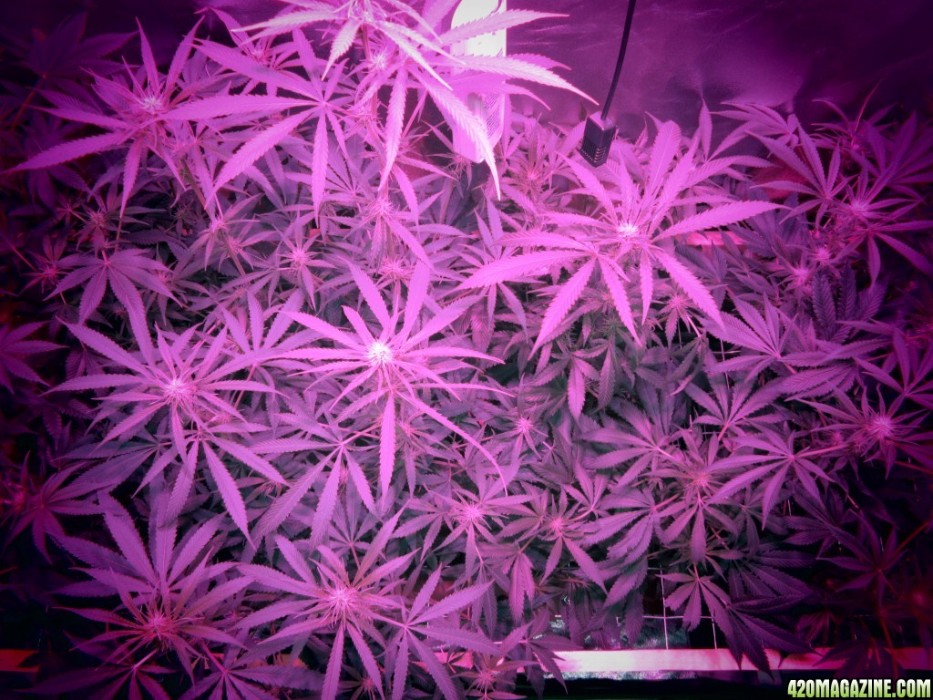 Day 105 of Grow / Day 22 of Flowering (Top View)