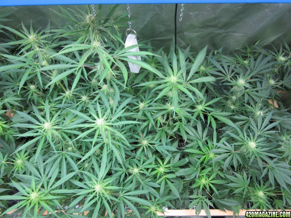 Day 110 of Grow / Day 27 of Flowering *Top View)