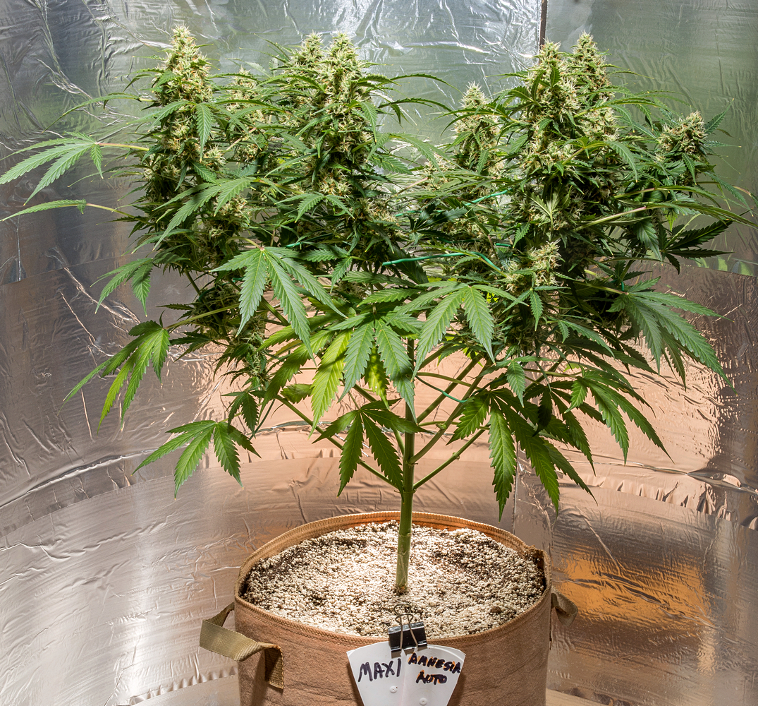 Day 12 Amnesia Auto 7 Sept.jpg