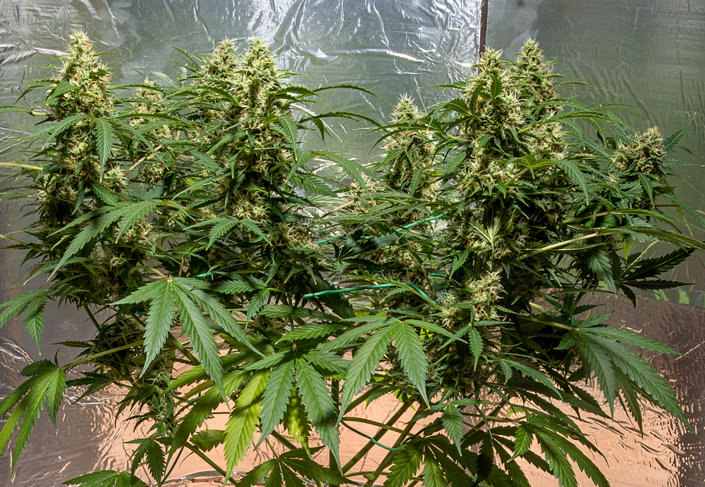 Day 12  Amnesia Auto crop 7 Sept.jpg