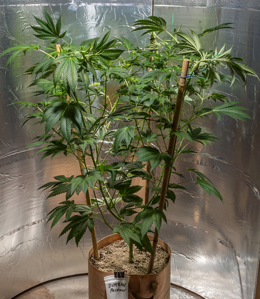 Day 12  Durban Poison 7 Sept.jpg