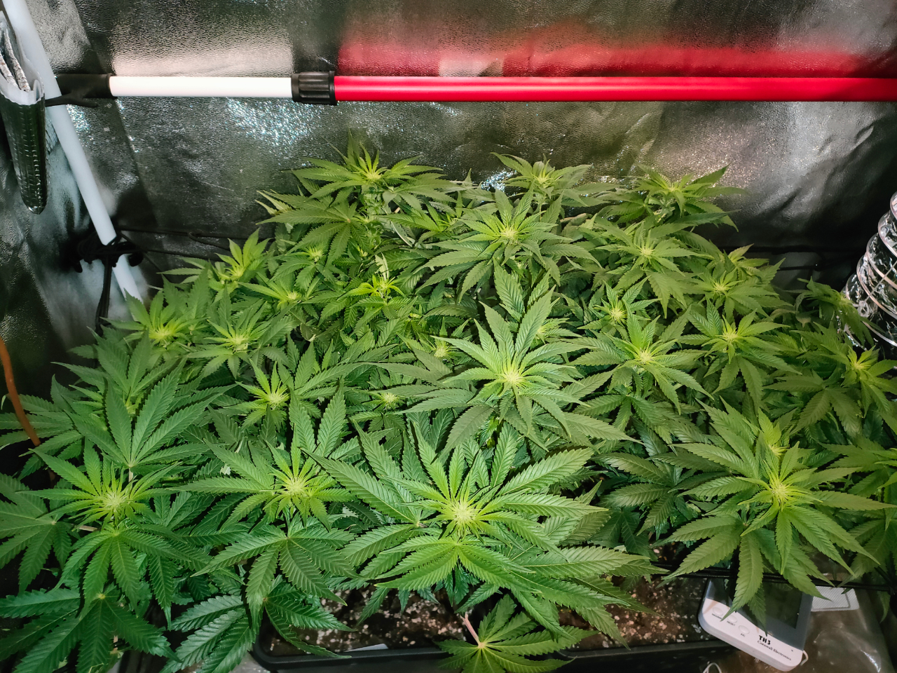 day 12 flowering