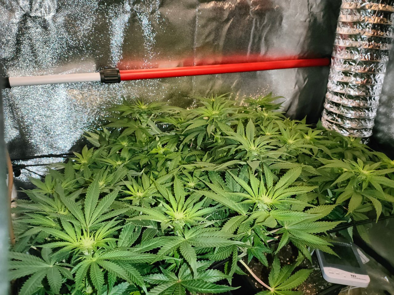 day 12 flowering