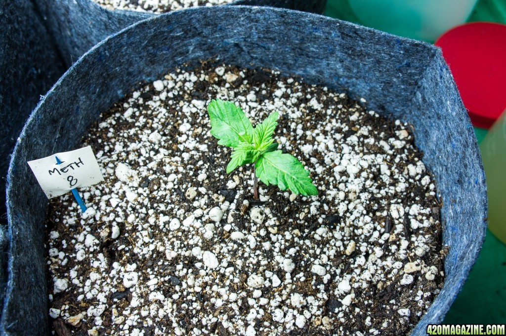 Day 12 Post-transplant