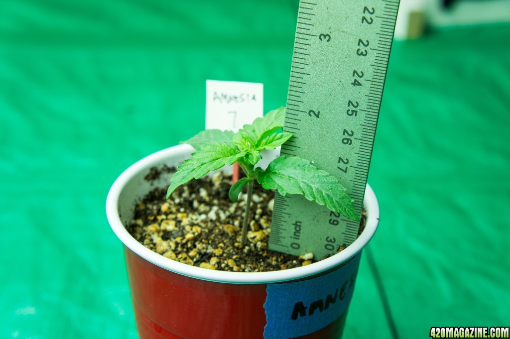 Day 12 Pre-transplant