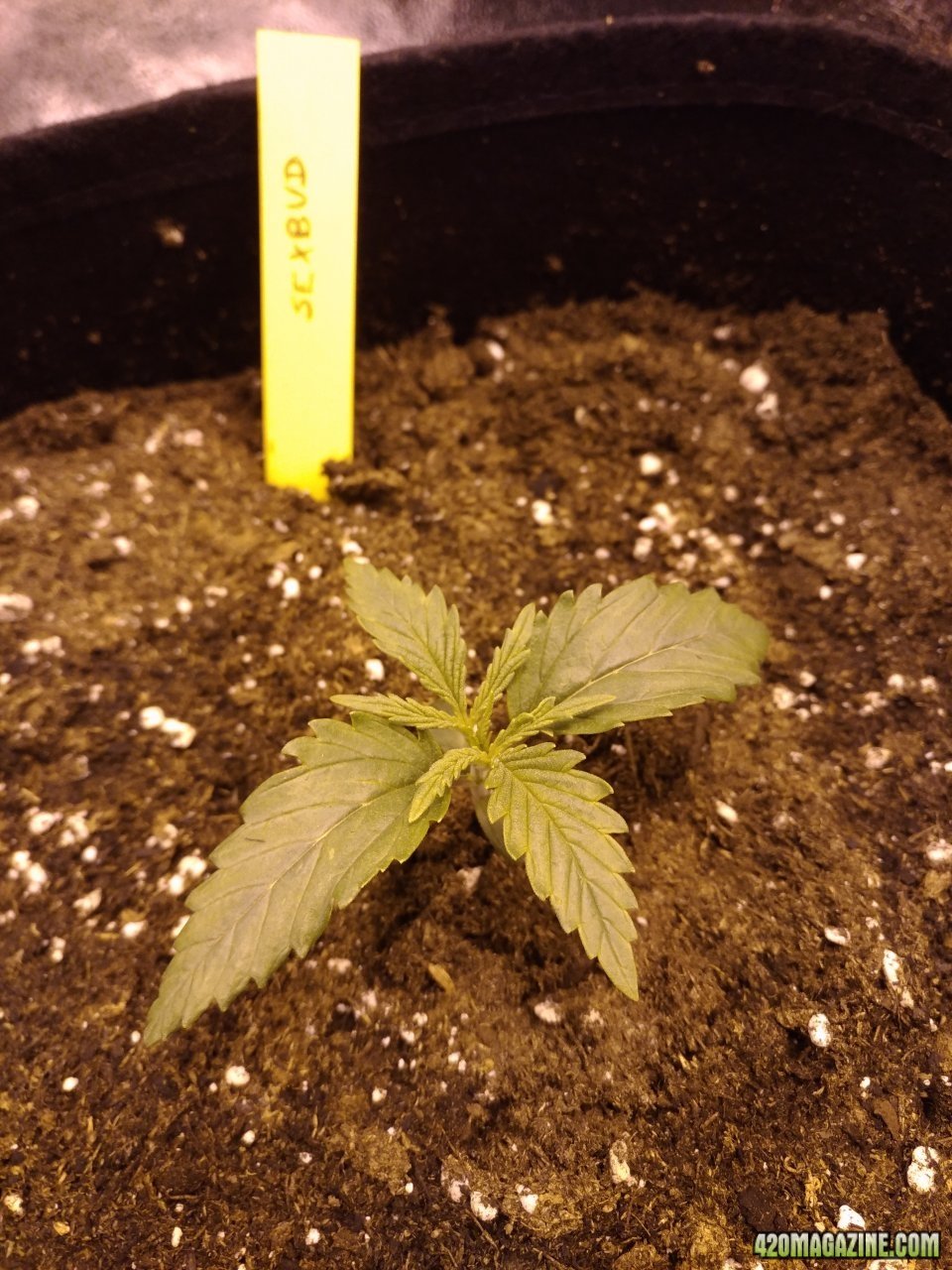 day 12 - sexbud fem