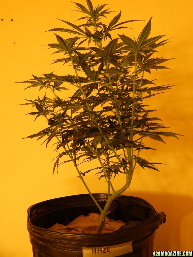 Day 13 Flower