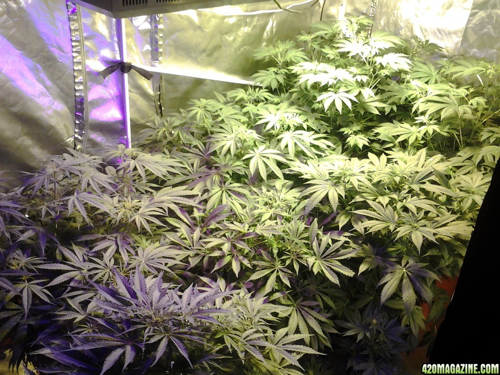 Day 13 of flower