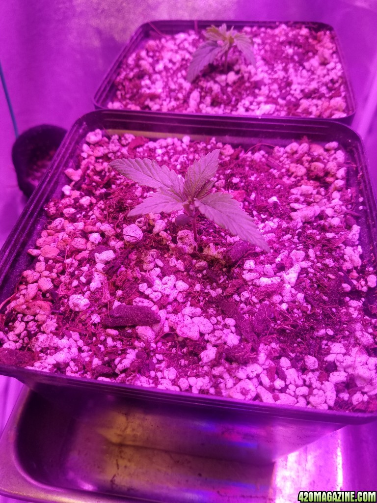 Day 14 early vixen feminized  (from cks)