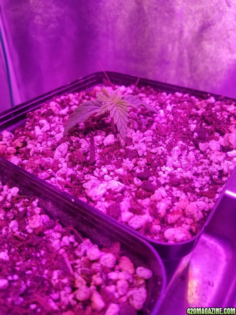 Day 14 early vixen feminized from (cks)