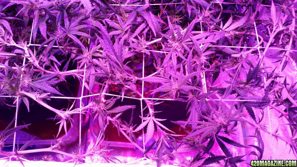 Day 14 Flower complete defoliate