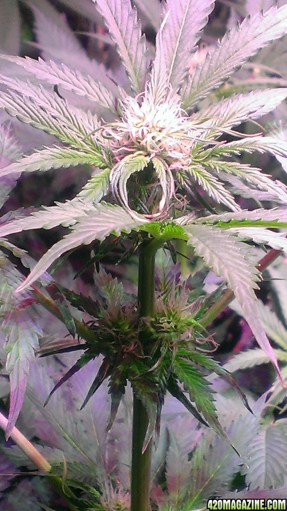 Day 14 Flowering - Fruit Auto