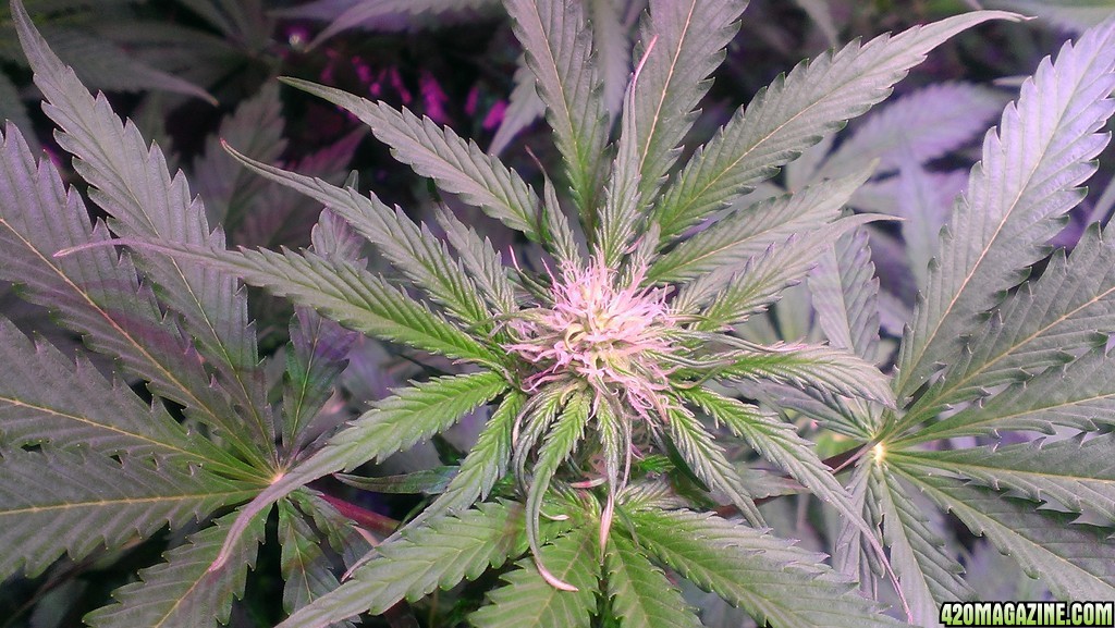 Day 14 Flowering - Fruit Auto