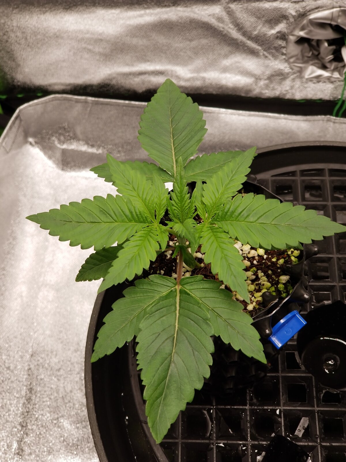 Day 14 Sour OG.jpg