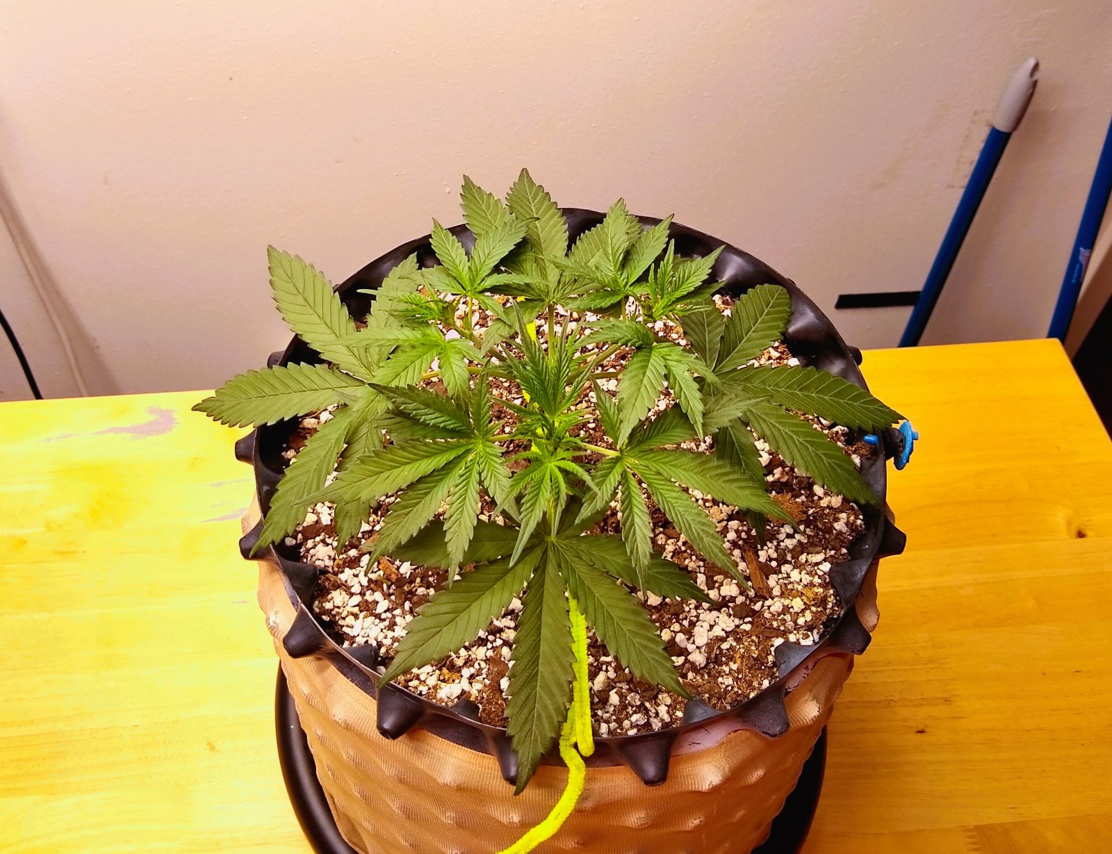 Day 16 Auto Mandarin Haze.jpg