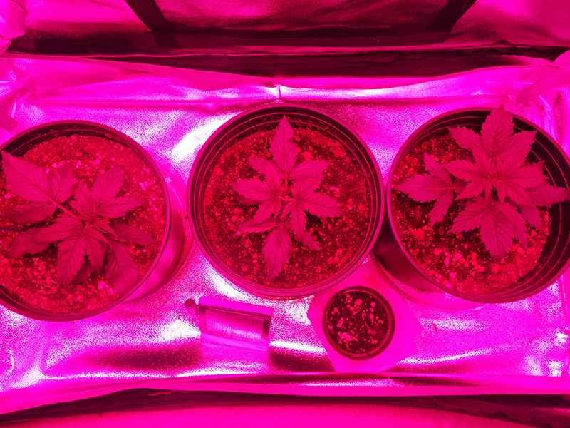 Day 16 SR - Day 14 NL