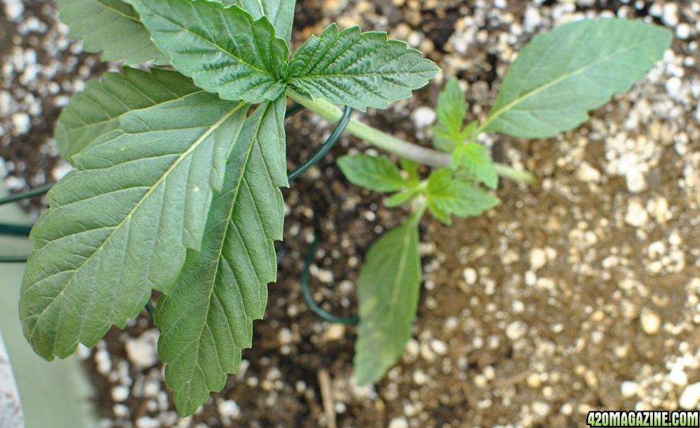 Day 16 Sybl (Kosher Kush)