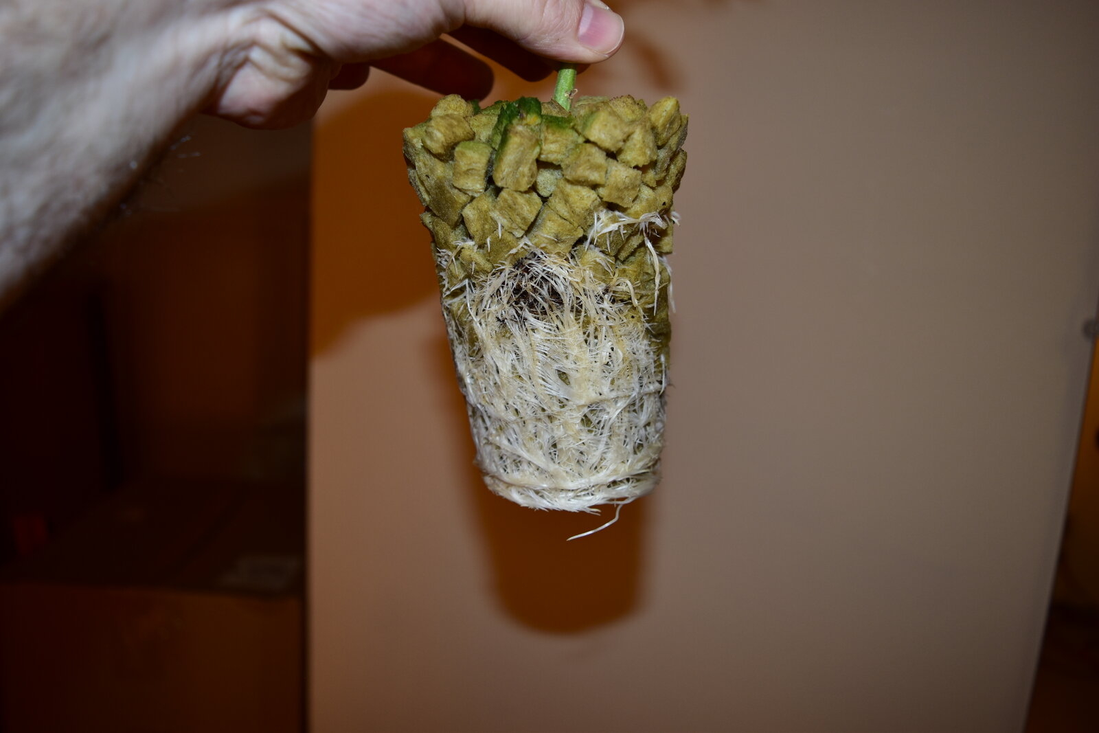 Day 17-1 Veg Roots.JPG