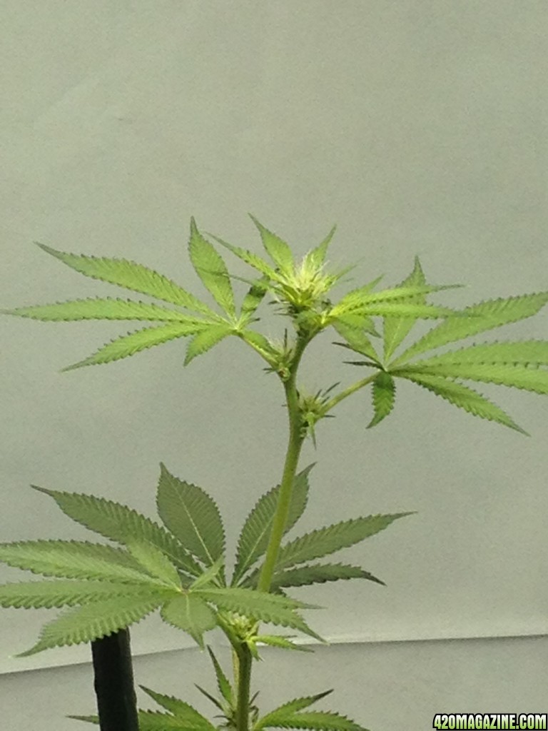 day 17 into flowering