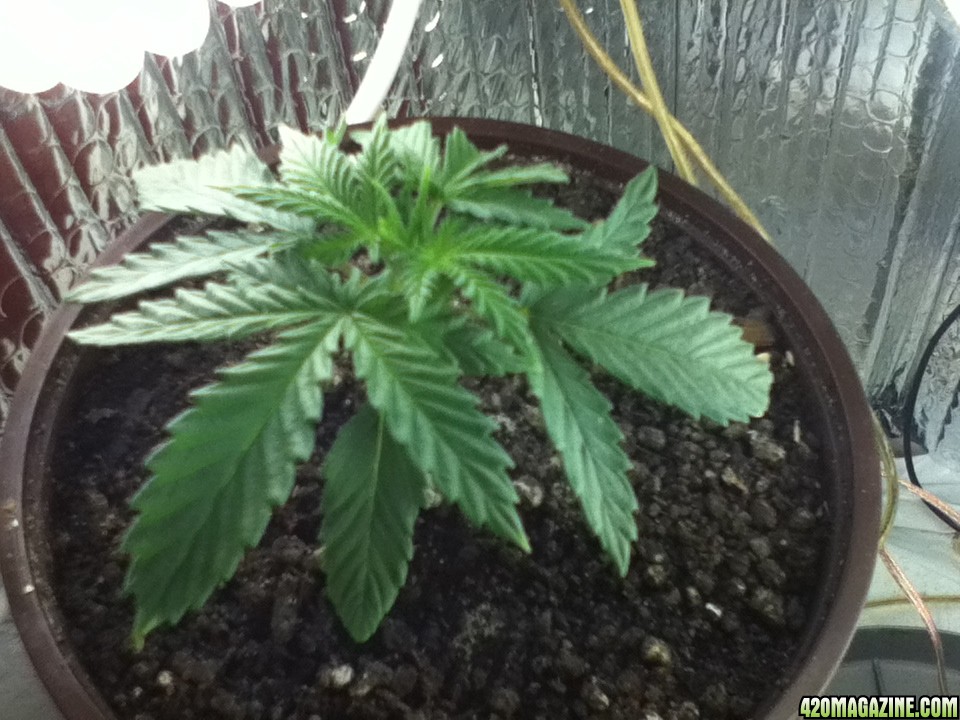 Day 17 Lady Kush