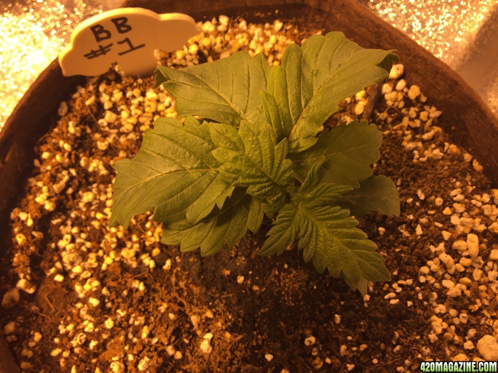 Day 17 Mutant BB