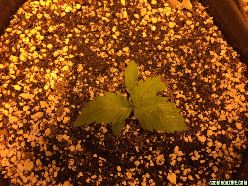 Day 17 Mutant BB