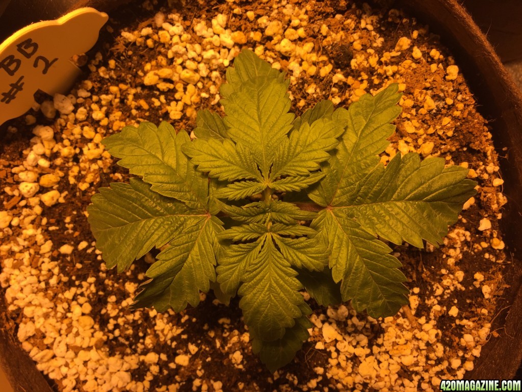 Day 17 Mutant BB