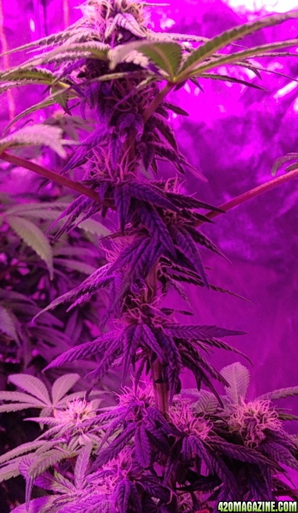 day 17 since flipping 12/12