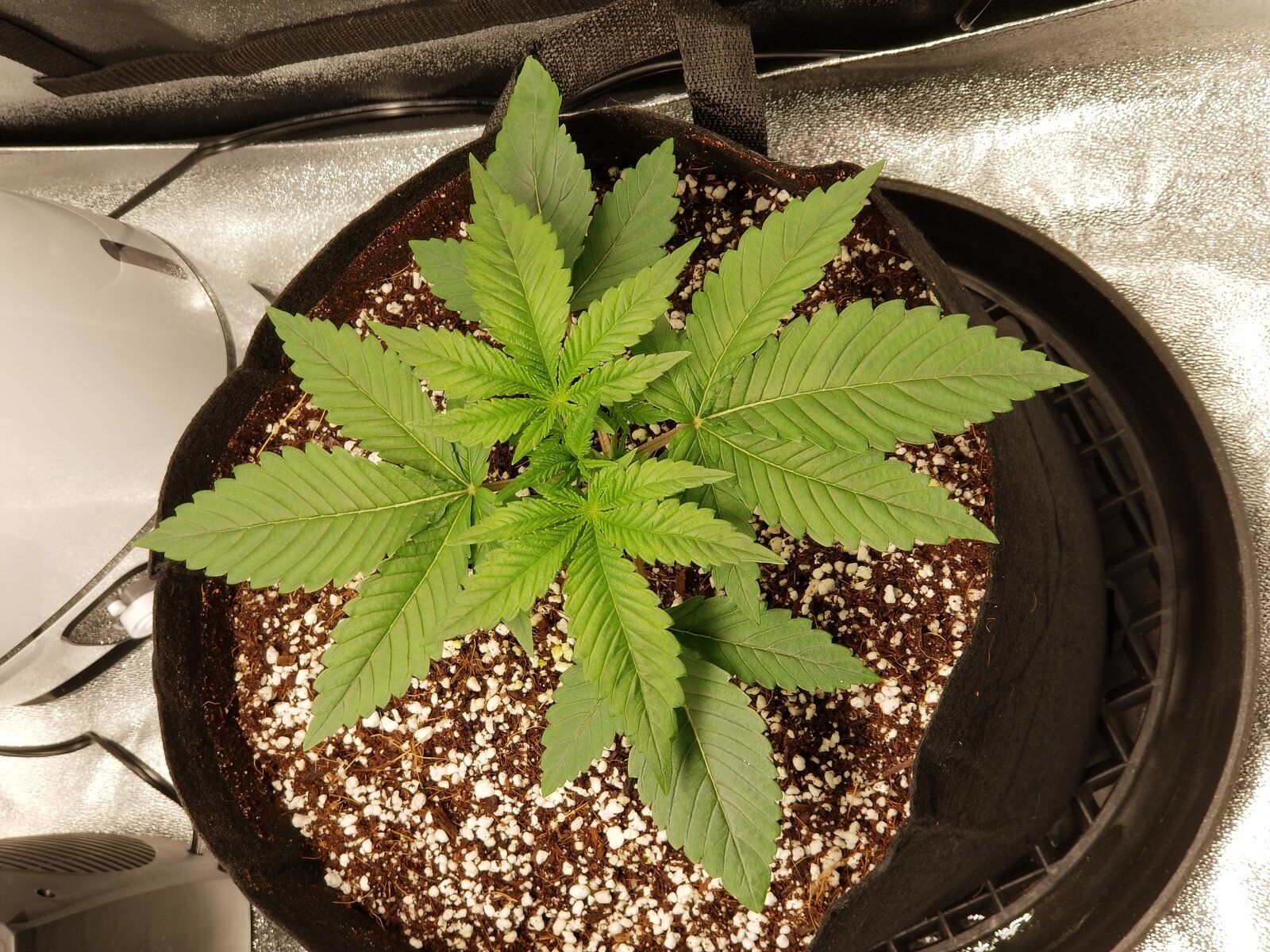 Day 17 Sour OG.jpg