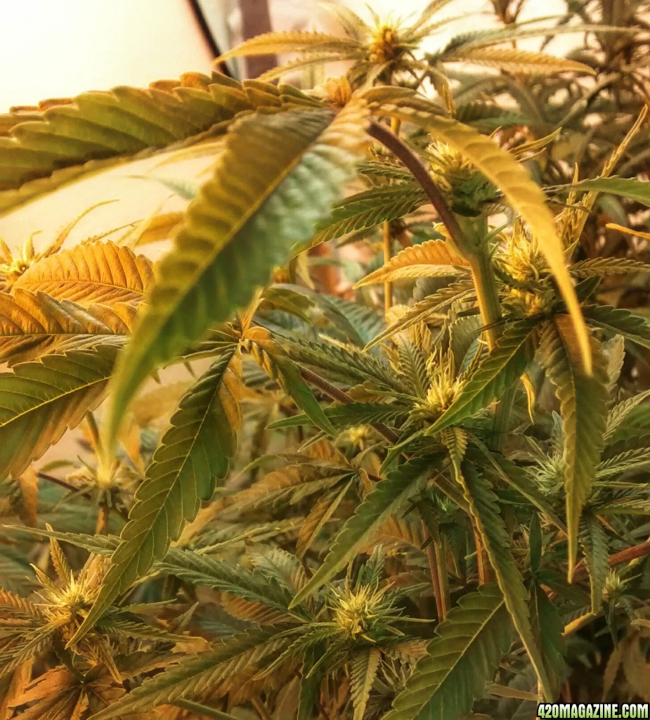 Day 17 Unknown Strain Indica Dom.