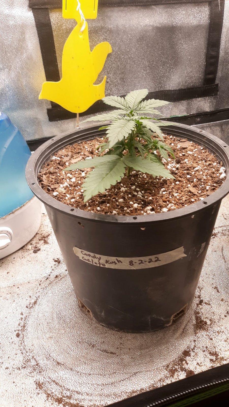 Day 18 2nd plant.jpg