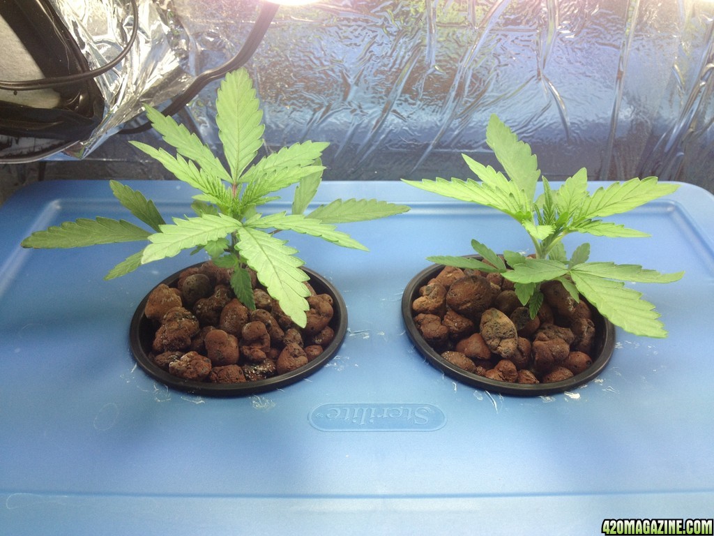 Day 18 in veg stage