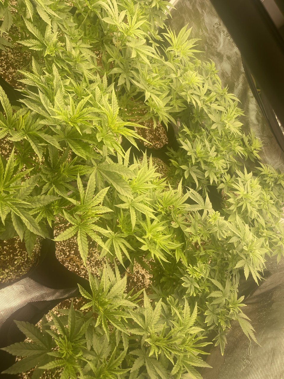 Day #18 Veg after massive nutes and gas cool down period #2.jpeg