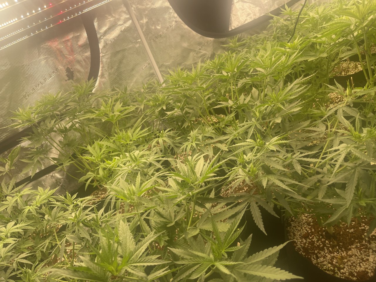 Day #18 Veg after massive nutes and gas cool down period #3.jpeg