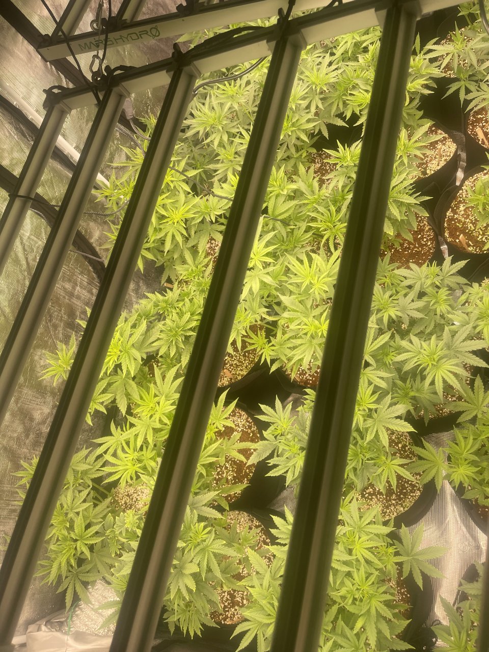 Day #18 Veg after massive nutes and gas cool down period Above.jpeg