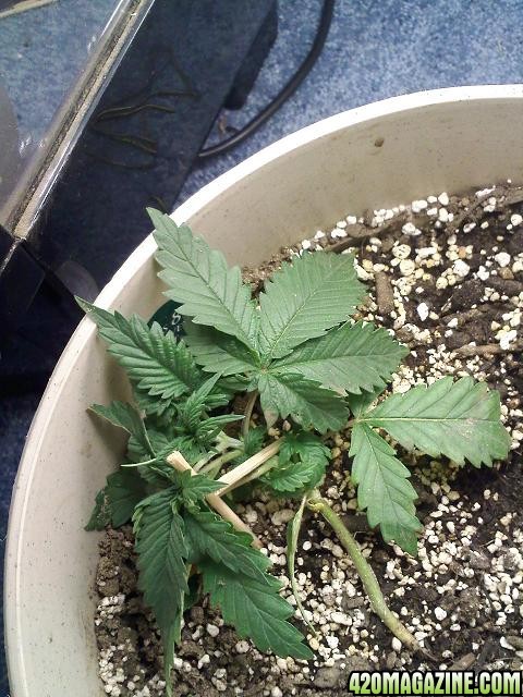 day 19/ 1 after transplant