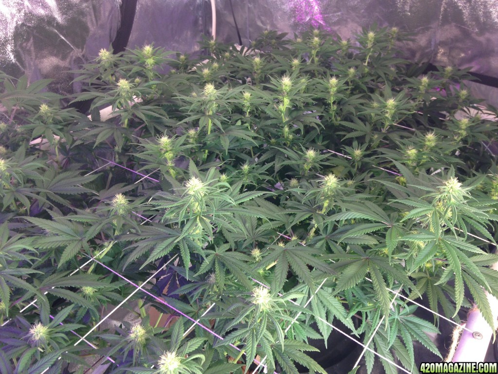 Day 19 of flower