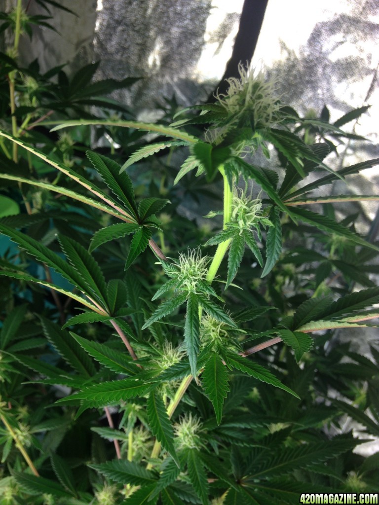 Day 19 of flower