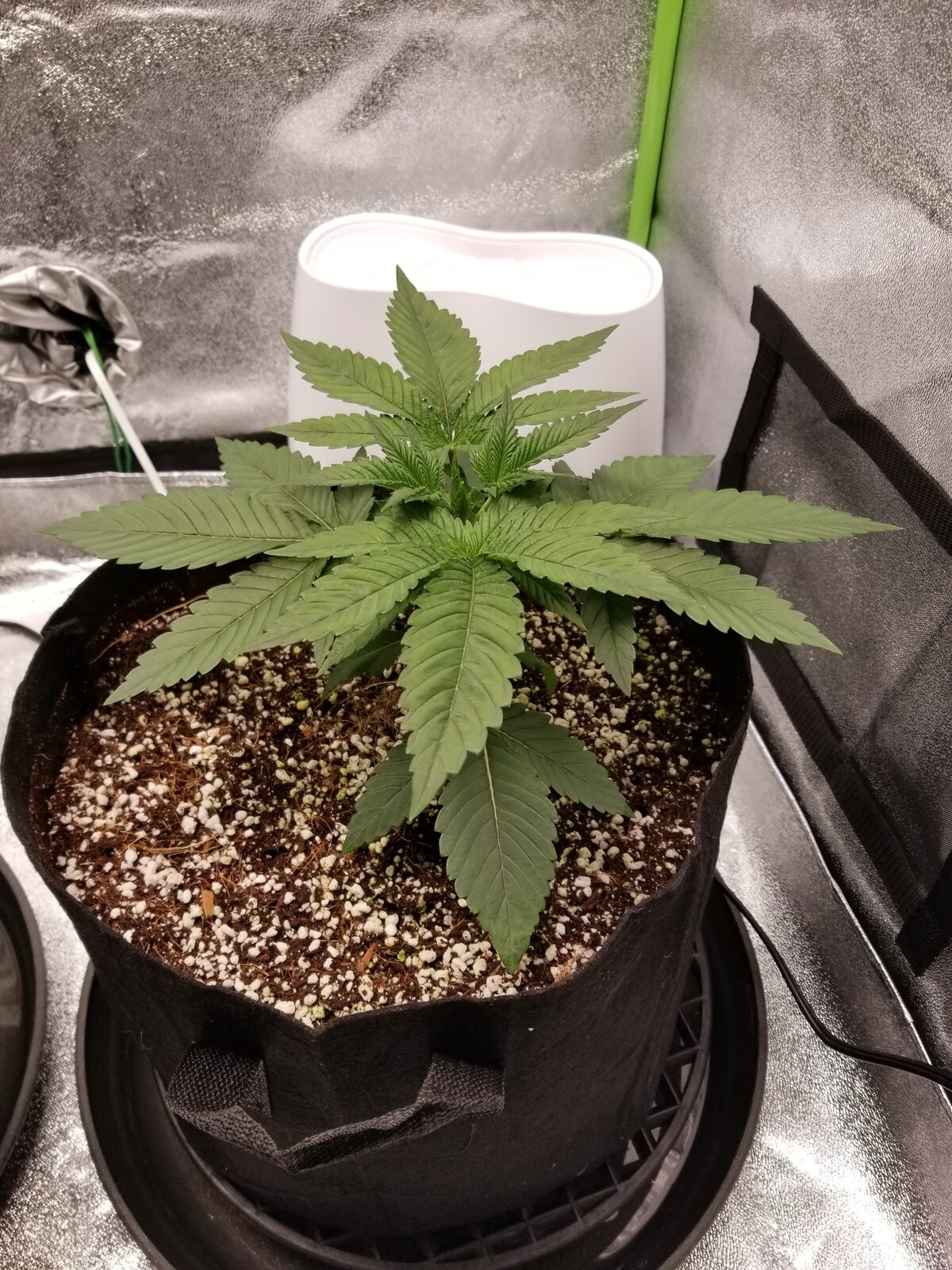 Day 19 Sour OG.jpg