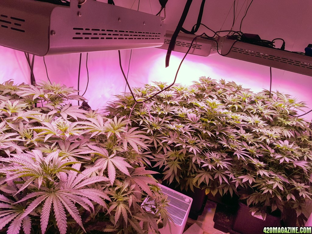 Day 2 - Flowering - 10 plants - 2400 watt Mars Hydro pro II