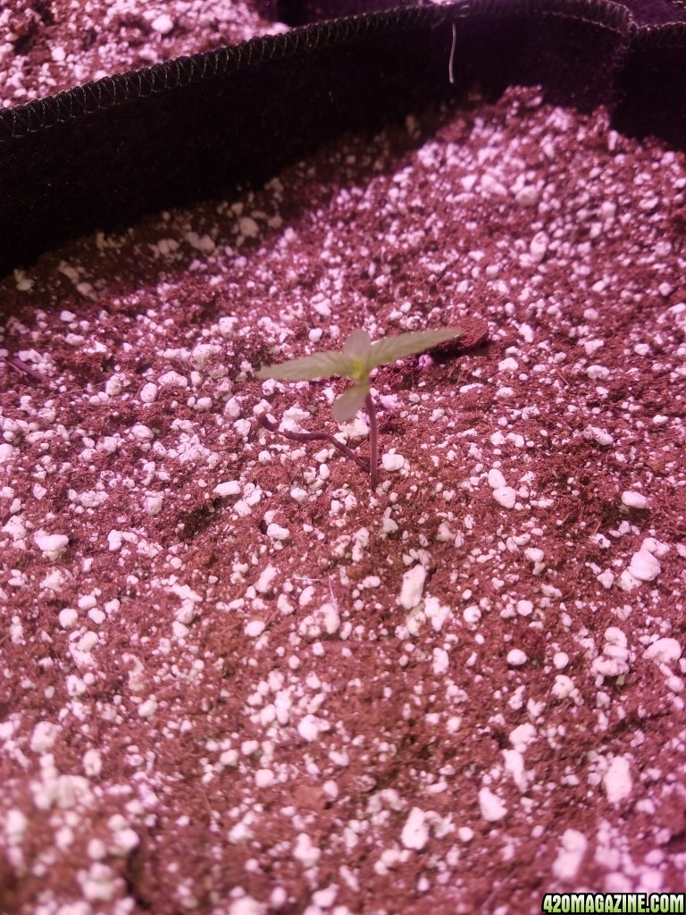 Day 2 hi brix organic red poison auto