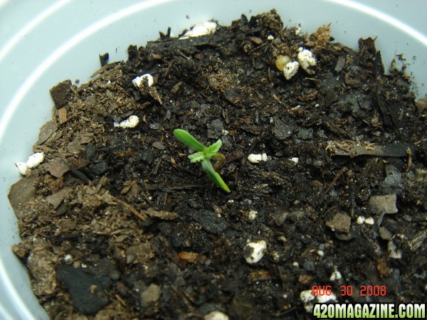 Day 2 Sprout #3